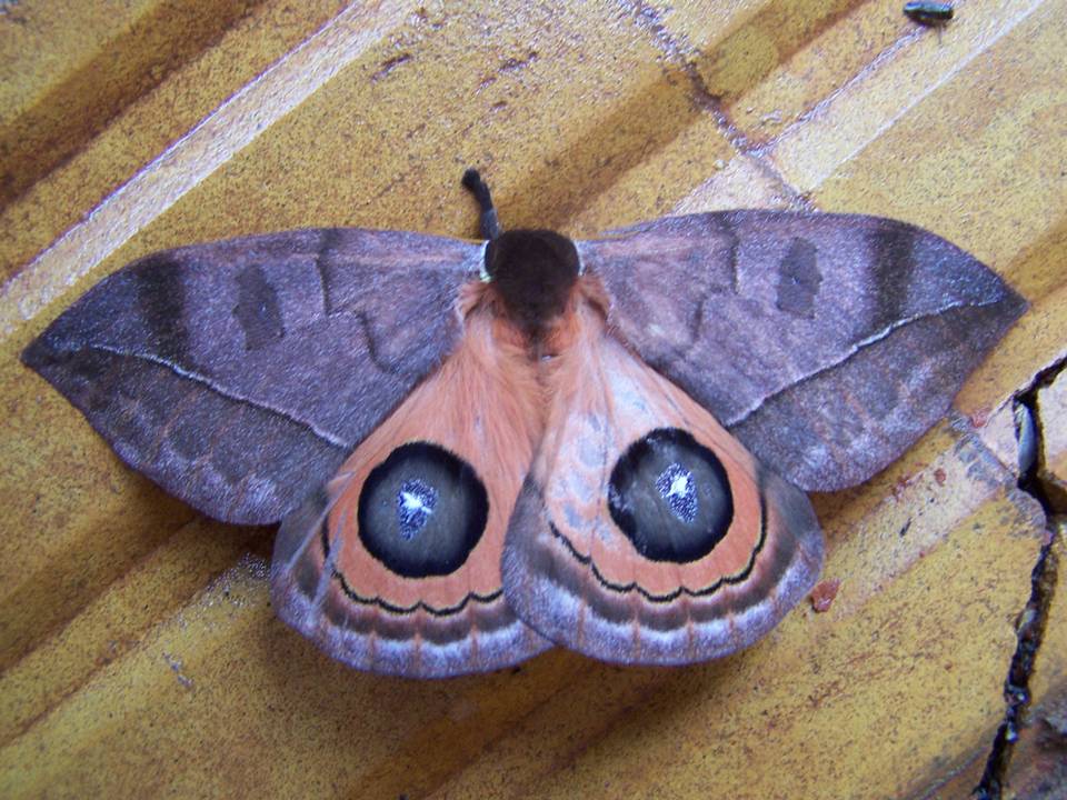 FAUNA PARAGUAY INVERTEBRATE IMAGE GALLERY FAUNA PARAGUAY INVERTEBRATE IMAGE GALLERY