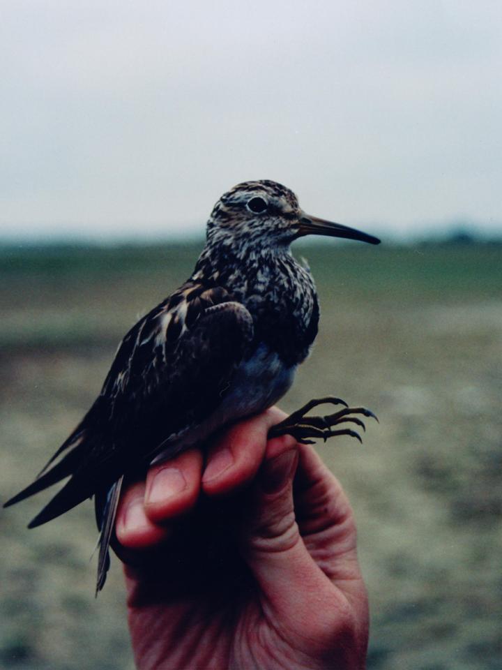 PECTORAL SANDPIPER Calidris melanotos FAUNA PARAGUAY
