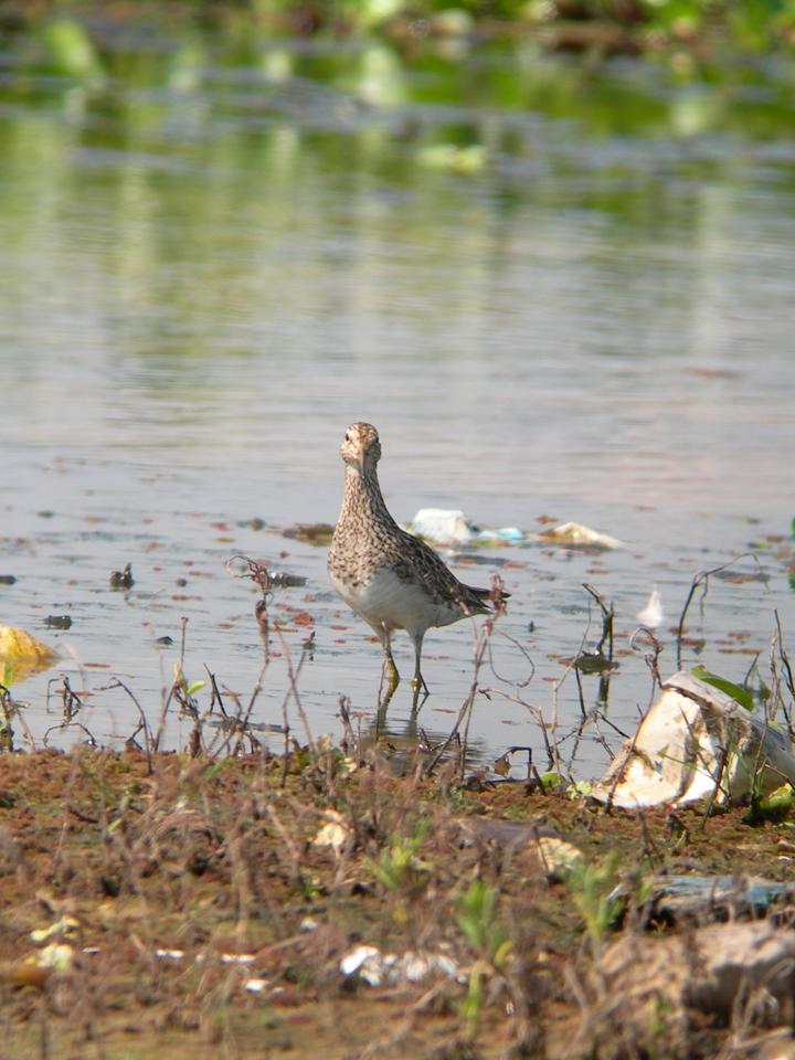 PECTORAL SANDPIPER Calidris melanotos FAUNA PARAGUAY