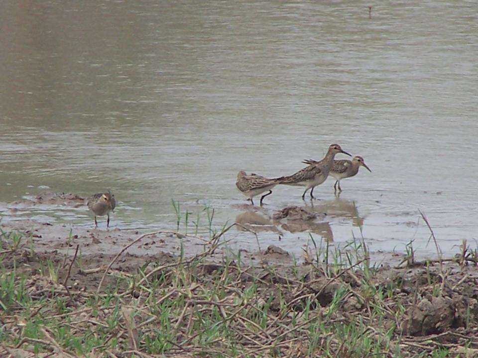 studio c bad lip reading PECTORAL SANDPIPER Calidris melanotos FAUNA PARAGUAY