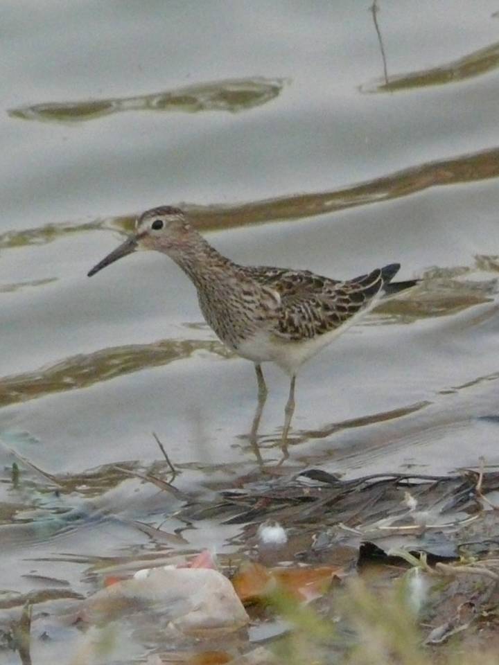 calidris melanotos First records of Pectoral Sandpiper for Algeria