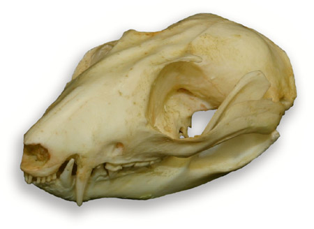 SKULL 16 SKULL 16