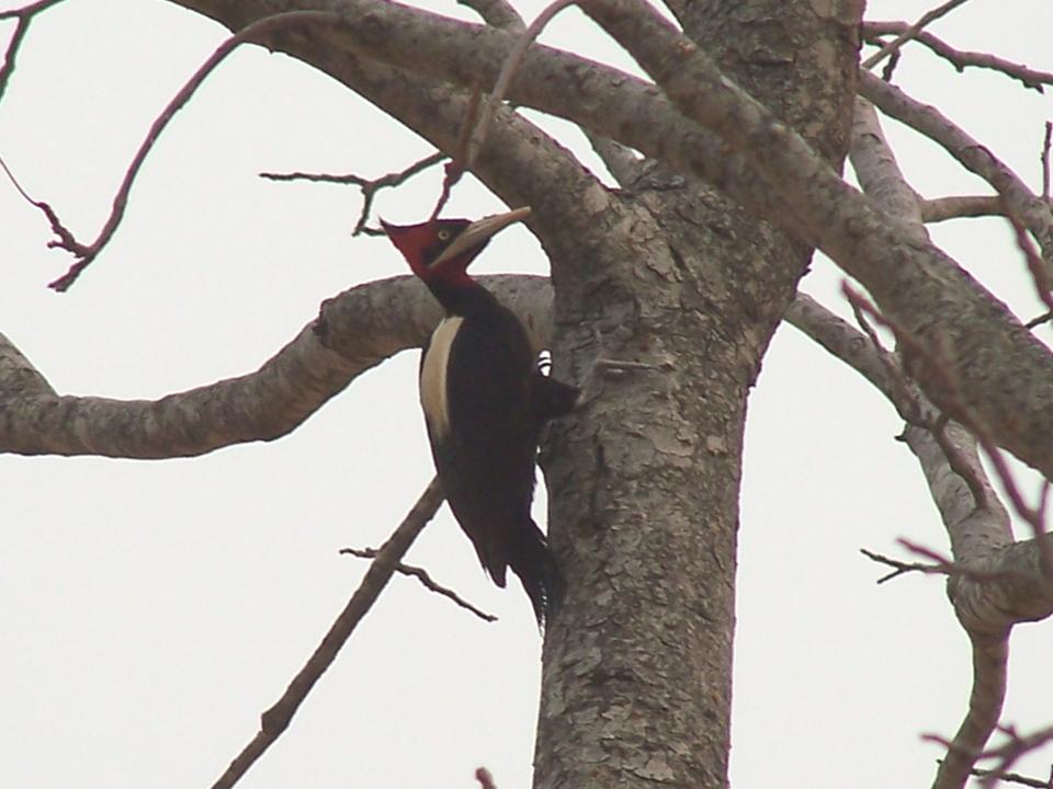 http://www.faunaparaguay.com/Campephilus%20leucopogon%20female%20lag%20capitan%20oct%2007.jpg