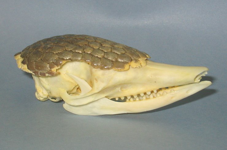 SKULL 15b SKULL 15b