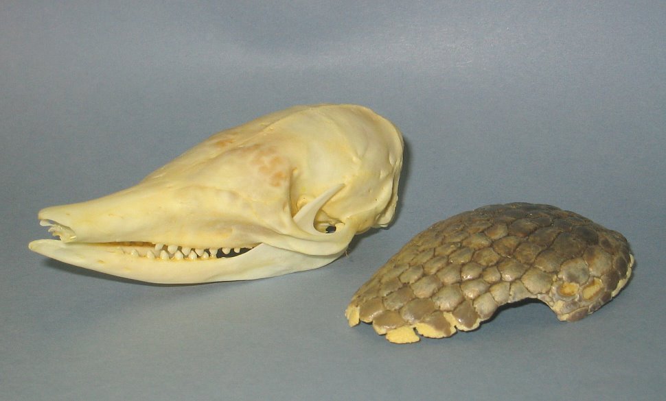 SKULL 15a SKULL 15a