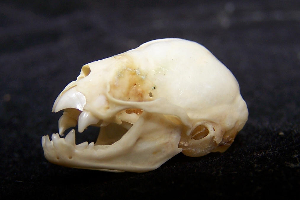 The Ten Most Metal Animal Skulls