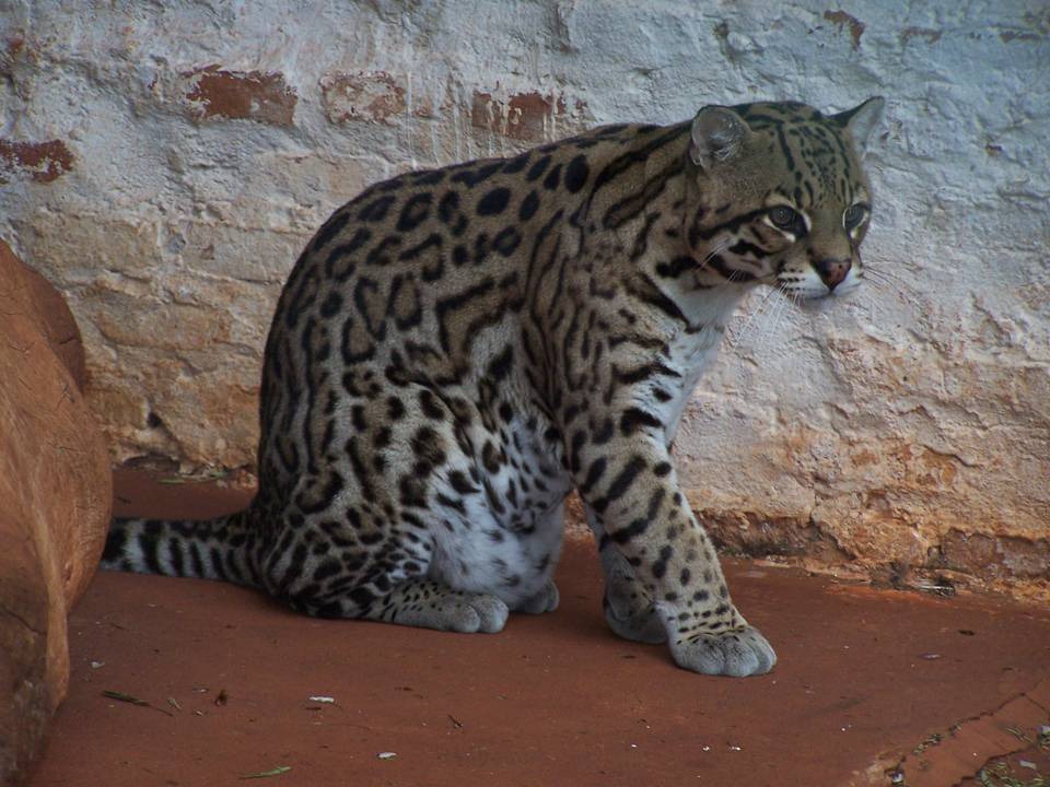OCELOT Leopardus pardalis FAUNA PARAGUAY