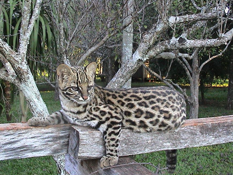 Deputy-Leopardheart