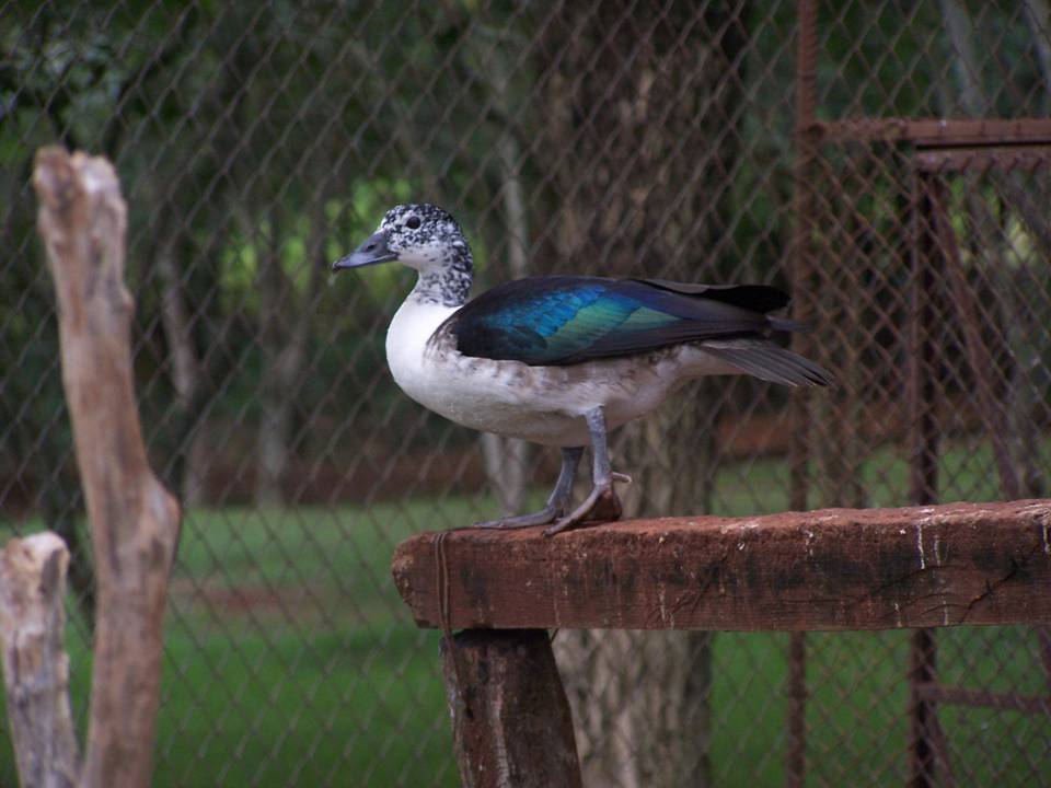 COMB DUCK Sarkidiornis melanotos FAUNA PARAGUAY