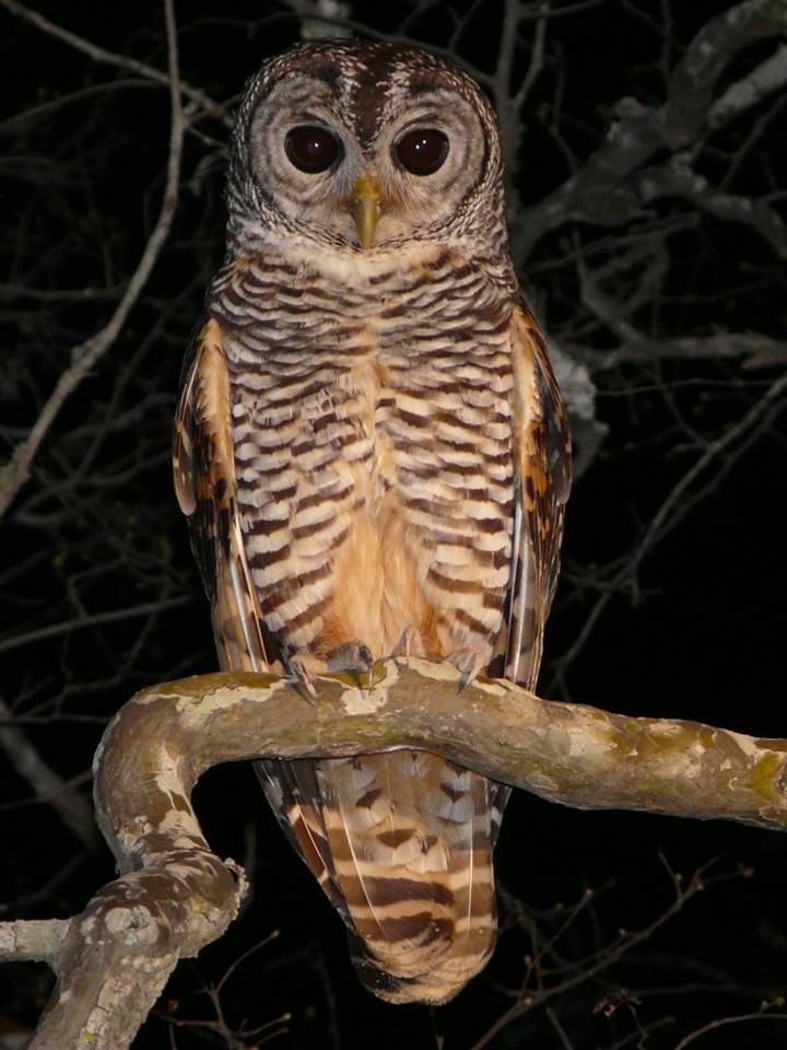 http://www.faunaparaguay.com/Strix%20chacoensis%20central%20chaco%20ventral%2012%20oct%2008.jpg