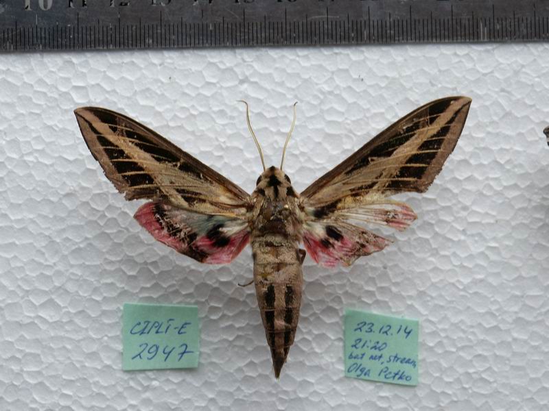 E. fasciatus CZPLT 2947 