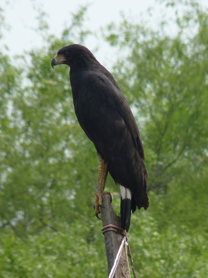 Great Black Hawk — Tropical Audubon Society