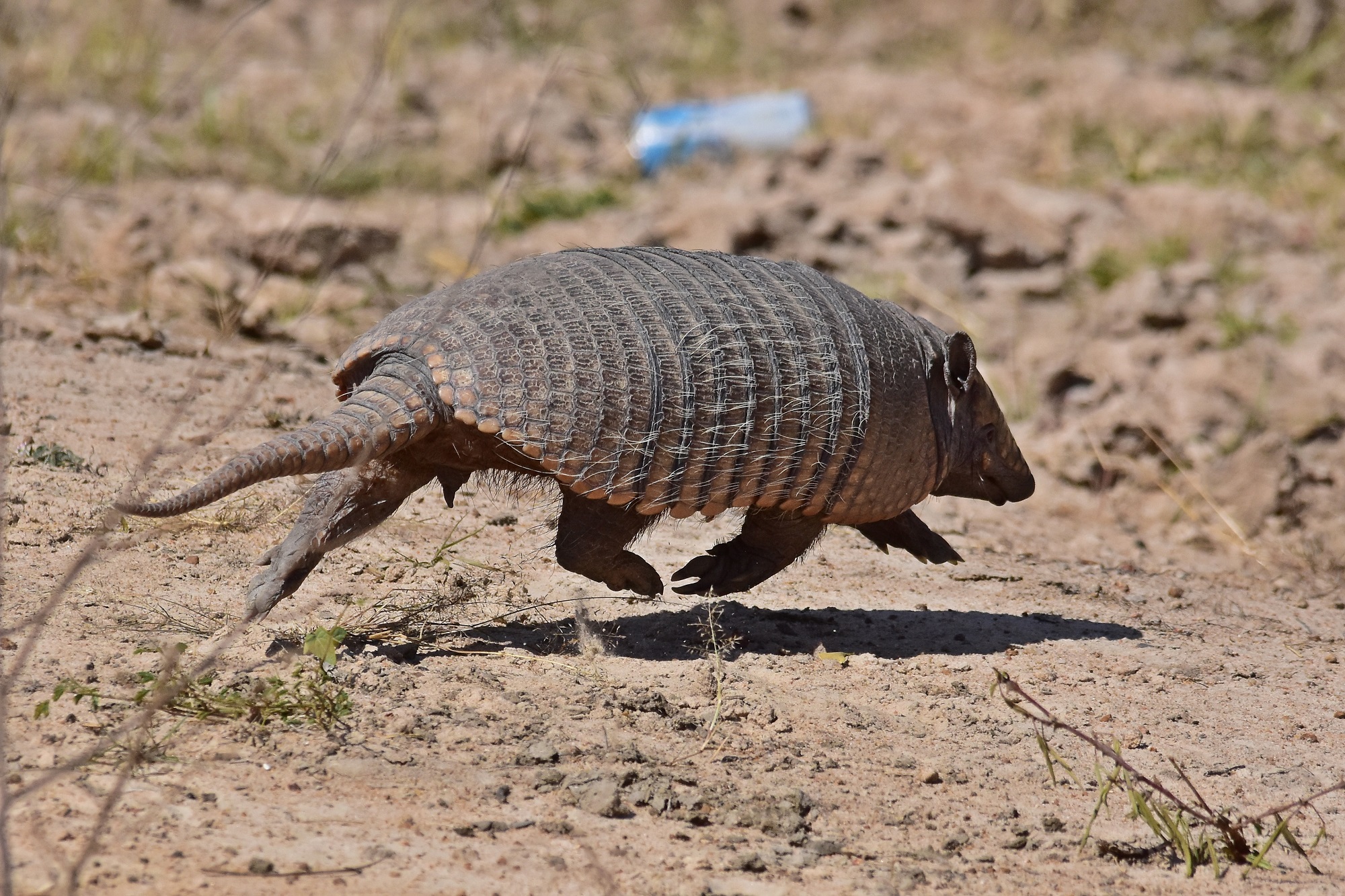 SIX-BANDED ARMADILLO Euphractus sexcinctus FAUNA PARAGUAY