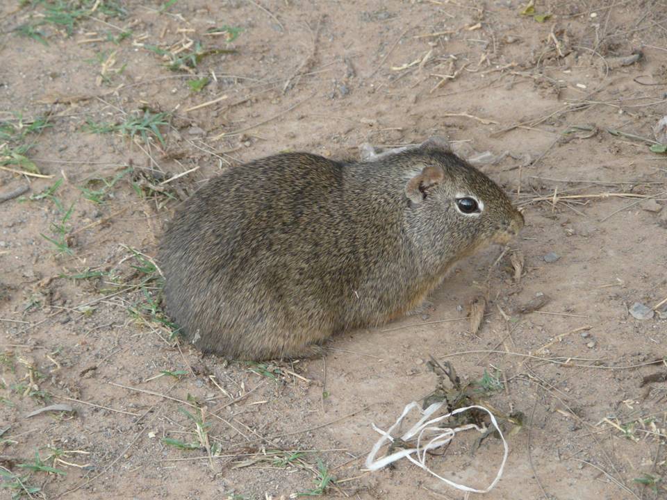 common yellow-toothed cavy