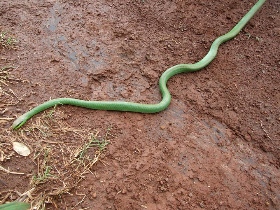 Lichtenstein's Green Racer (Philodryas olfersii) · iNaturalist