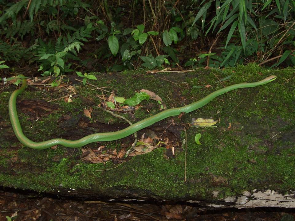 Lichtenstein's Green Racer (Philodryas olfersii) · iNaturalist